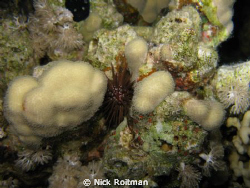 Sea Urchin at Ras Umm Sid at night by Nick Roitman 